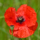 poppy